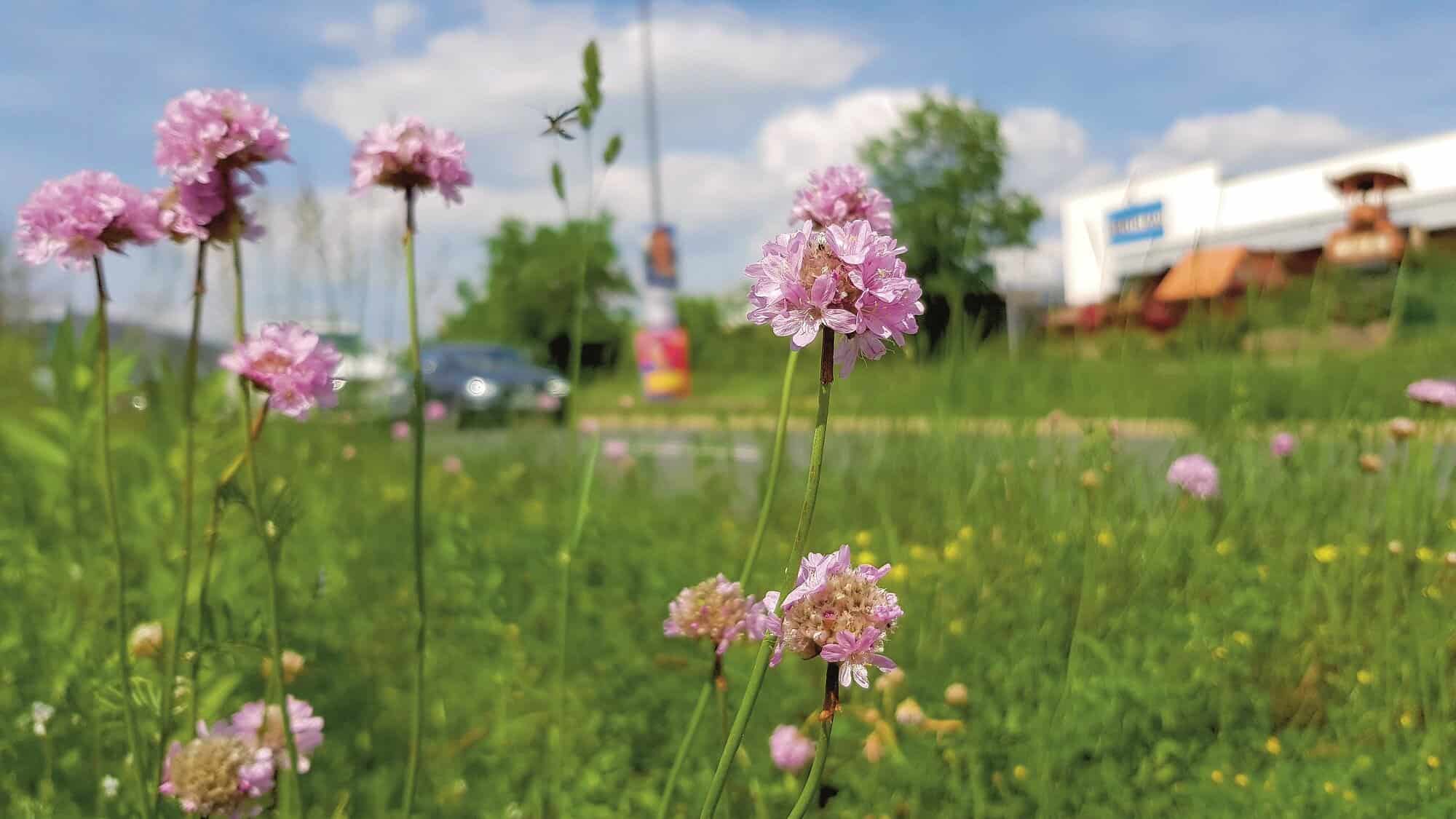 Wo es blüht und summt