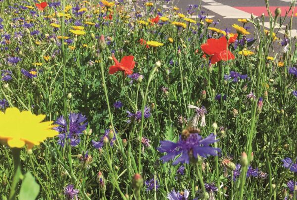 Die Mahd von Blumenwiesen: In die Blüte reinschneiden