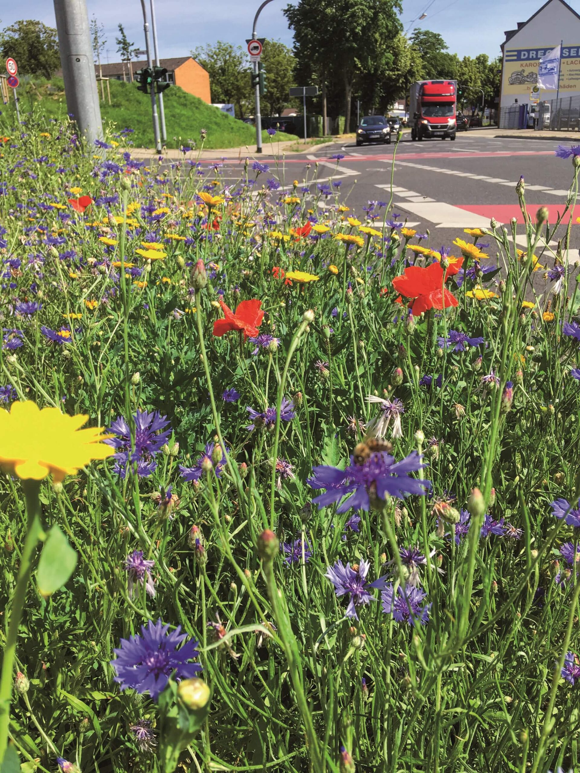 In die Blüte reinschneiden